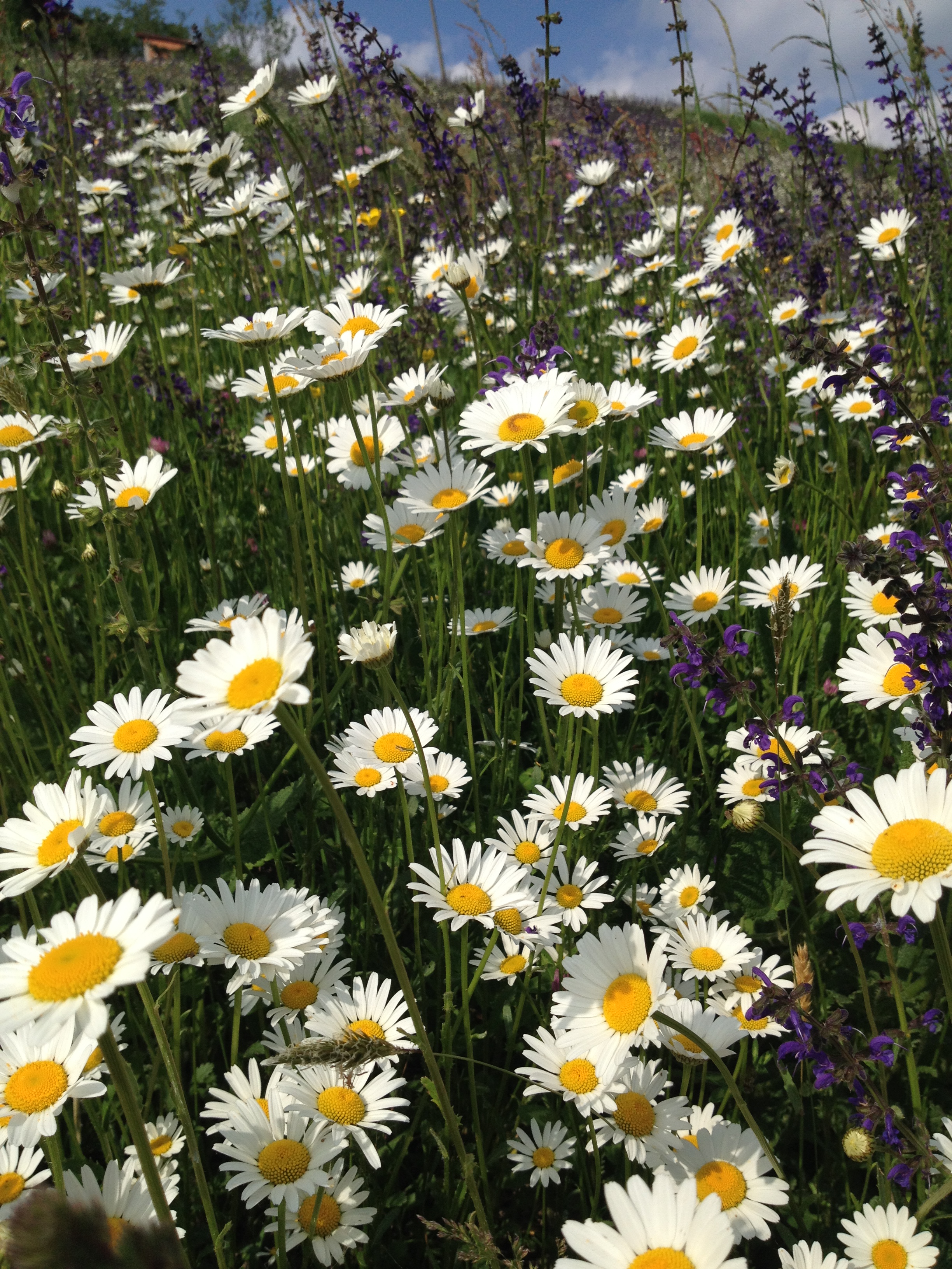 Margherita Bellis Perennis E Leucanthemum Vulgare Amore In Cucina Natura In Mente Calliopea