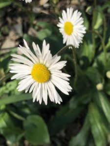 Margherita Bellis Perennis E Leucanthemum Vulgare Amore In Cucina Natura In Mente Calliopea