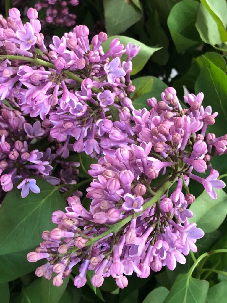 Lillà fiori commestibili dal profumo inebriante - Natura ...